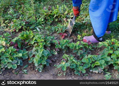 Woman weed the weeds of strawberry in the field, work process. Woman weed the weeds of strawberry in field, work process