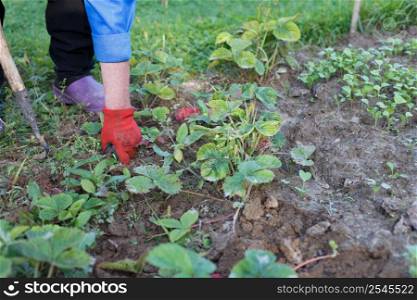Woman weed the weeds of strawberry in the field, work process. Woman weed the weeds of strawberry in field, work process