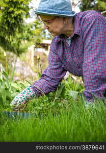 Woman weeding in the garden and she use protective gloves