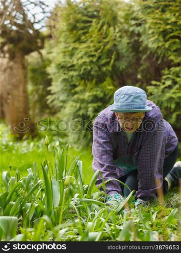 Woman weeding in the garden and she use protective gloves