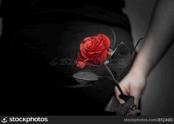 Woman with a red rose in her hand close-up, romantic valentines concept beauty. Woman with a red rose in her hand close-up, romantic valentines concept
