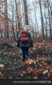 Woman with backpack wandering around a forest on autumn cold day. Back view of middle age active woman going along forest path actively spending time. Woman with backpack wandering around a forest on autumn cold day