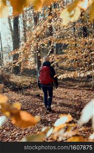 Woman with backpack wandering in a forest on autumn sunny day. Back view of middle age active woman actively spending leisure time going along forest path among trees with yellow leaves. Woman with backpack wandering in a forest on autumn sunny day