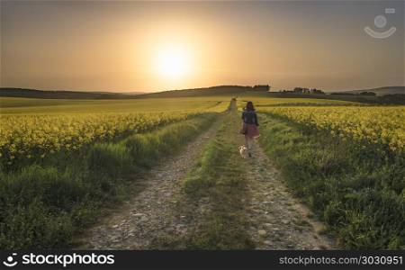 Woman with dog walking through rapeseed fields. Young brunette woman wandering with her dog on a country road, through yellow canola fields at sunset, in South Moravia, Czech Republic.