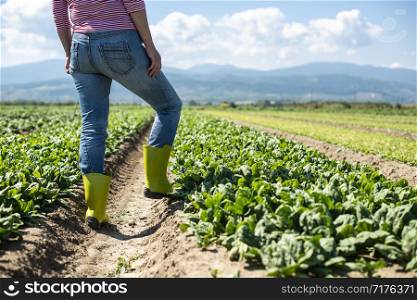 Woman with green boots walking on spinach field. Farmer in industrial vegetable garden.