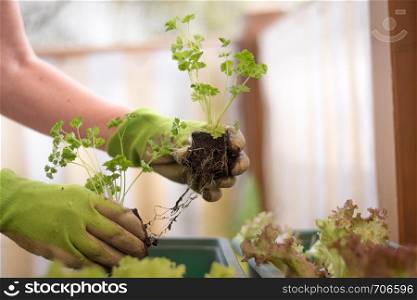 Woman with green work gloves is planting salad seedlings in her own garden, urban gardening