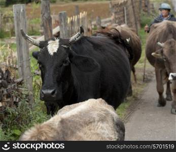 Woman with her cattle, Chokhor Valley, Bumthang District, Bhutan