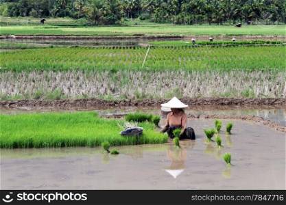 Woman with new green rice plants on the field near lake Maninjau in Indonesia