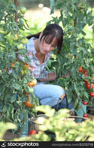 Woman with tomato plants
