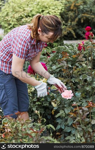 Woman working in a backyard garden using secateurs trimming plants. Candid people, real moments, authentic situations