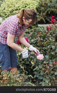 Woman working in a backyard garden using secateurs trimming plants. Candid people, real moments, authentic situations