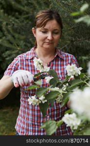 Woman working in a backyard garden using secateurs trimming plants. Candid people, real moments, authentic situations