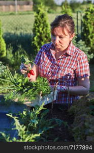 Woman working in a home garden in the backyard, picking the vegetables and put to wooden box. Candid people, real moments, authentic situations