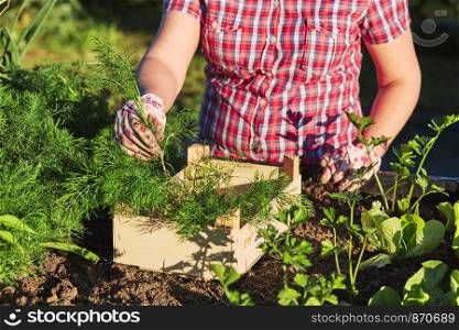 Woman working in a home garden in the backyard, picking the vegetables and put to wooden box. Candid people, real moments, authentic situations