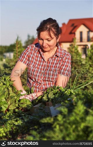 Woman working in a home garden in the backyard, picking the vegetables and put to wooden box. Candid people, real moments, authentic situations