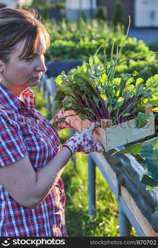 Woman working in a home garden in the backyard, picking the vegetables and put to wooden box. Candid people, real moments, authentic situations