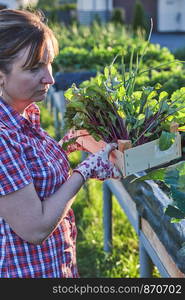 Woman working in a home garden in the backyard, picking the vegetables and put to wooden box. Candid people, real moments, authentic situations