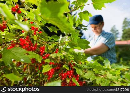 Woman working in the redcurrant bush.