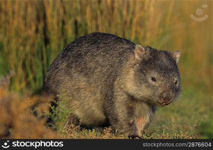 Wombat in field