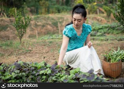 Women in her vegetable garden, Beautiful young gardener Asia woman with a basket with harvested freshly spinach vegetables in gardens, Red amaranth vegetable The scientific name : Amaranthus tricolor