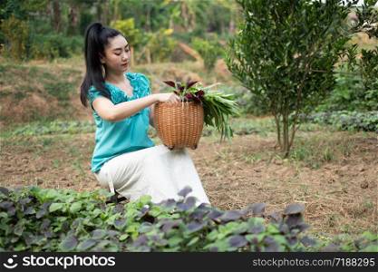 Women in her vegetable garden, Beautiful young gardener Asia woman with a basket with harvested freshly spinach vegetables in gardens, Red amaranth vegetable The scientific name : Amaranthus tricolor