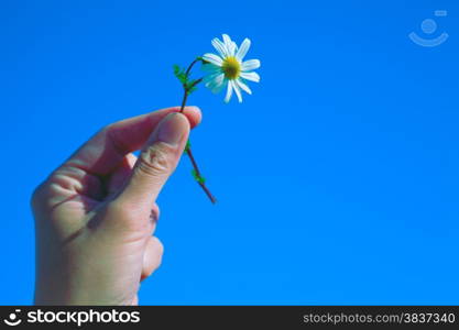 Women&rsquo;s arm holding daisy flower