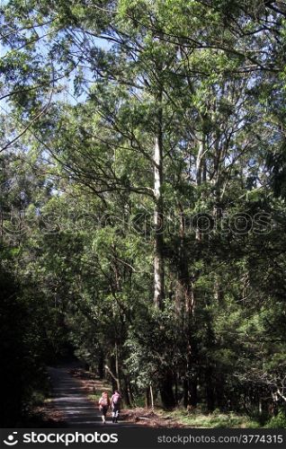Women walk frough the eucalyptus forest in Horton plains national park, Sri Lanka