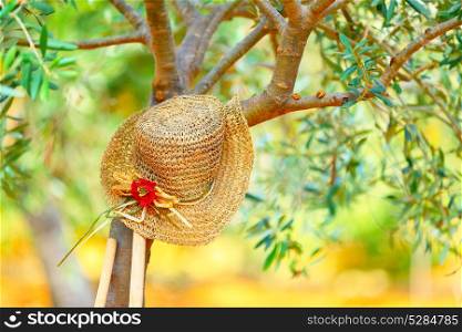 Womens hat on the tree in the olives garden, autumn harvest season, carefree day in countryside, relaxation after work in the garden concept
