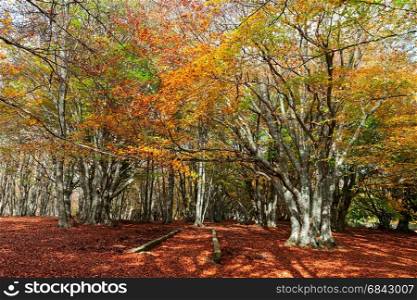 Wonderful and colorful autumn in the woods of the Monti San Vicino and Canfaito park, Italy