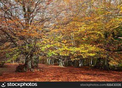 Wonderful and colorful forest in the Monti San Vicino and Canfaito park, Italy