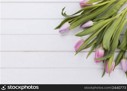 wonderful delicate tulips white