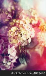 Wonderful flowering of hydrangea, soft