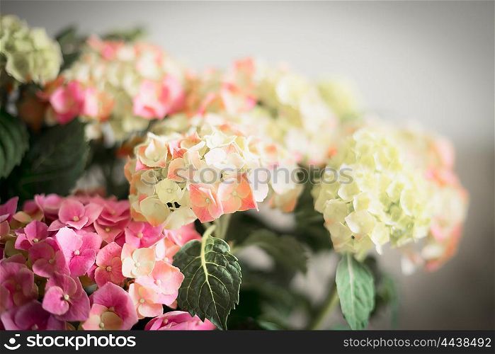Wonderful flowers of Hydrangea , floral background