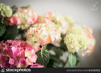 Wonderful flowers of Hydrangea , floral background