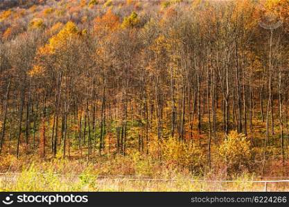 Wonderful landscape majestic forest in autumn season. Forest in autumn colors