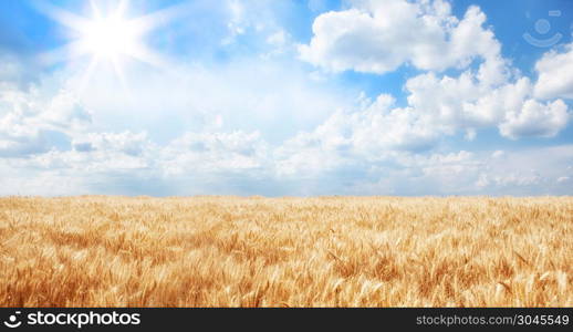 Wonderful landscape of a golden wheat field and a blue sky. Summer Landscape of Golden Wheat Field