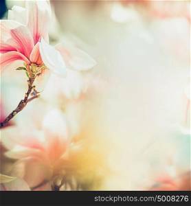 Wonderful magnolia blossom in sun light , springtime nature background, floral border, pastel color, soft focus