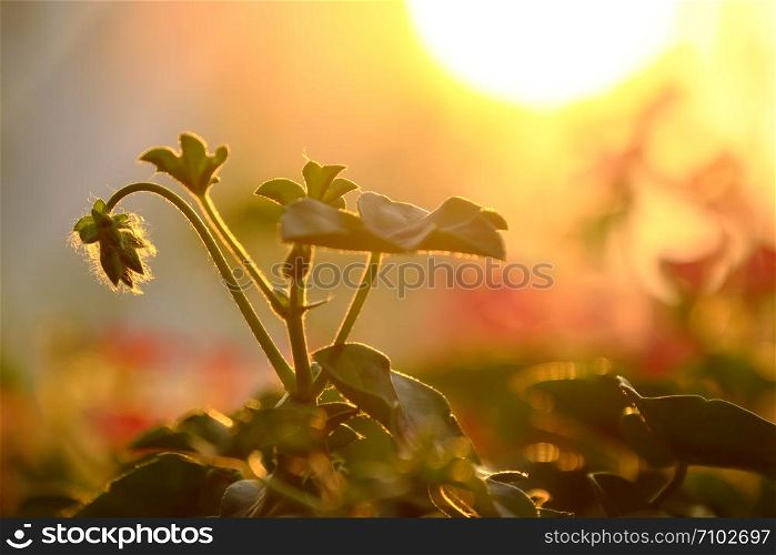 Wonderful nature background at sunset, close up geranium flower buds lower head white leaves rise under yellow sun with bright sunlight