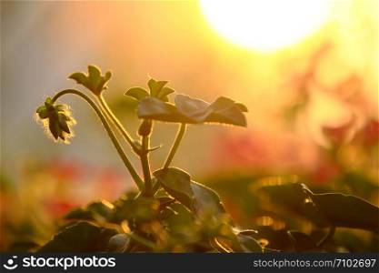 Wonderful nature background at sunset, close up geranium flower buds lower head white leaves rise under yellow sun with bright sunlight