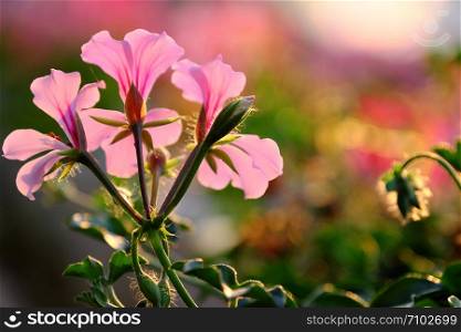 Wonderful nature background of colorful geranium flower blossom vibrant in ornamental plant garden, beautiful color by backlight effect at sunset, Da Lat