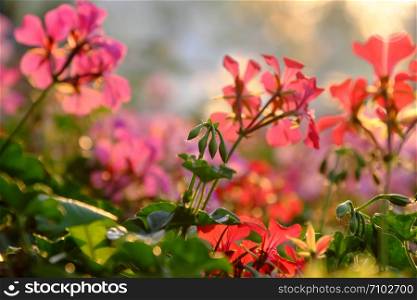 Wonderful nature background of colorful geranium flower blossom vibrant in ornamental plant garden, beautiful color by backlight effect at sunset, Da Lat