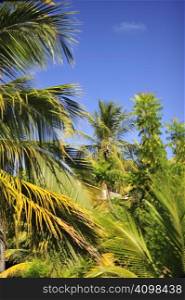 Wonderful palm trees