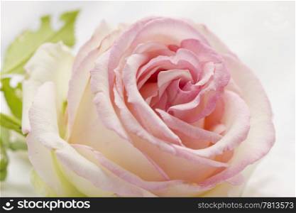Wonderful pink rose over white background