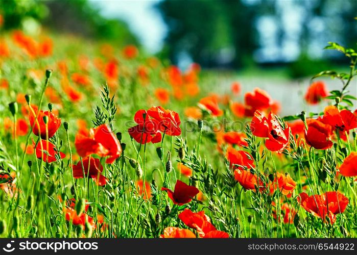 Wonderful poppy field in late may. Red poppies flowers blossom on wild field. Natural drugs. Opium poppy, botanical plant, ecology. Wonderful poppy field in late may. Opium poppy