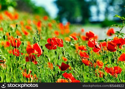 Wonderful poppy field in late may. Red poppies flowers blossom on wild field. Natural drugs. Opium poppy, botanical plant, ecology. Wonderful poppy field in late may. Opium poppy