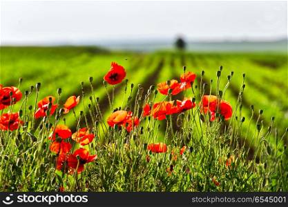 Wonderful poppy field in late may. Red poppies flowers blossom on wild field. Natural drugs. Opium poppy, botanical plant, ecology. Red poppies flowers blossom on wild field. Natural drugs.