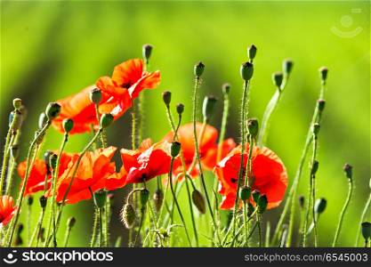 Wonderful poppy field in late may. Red poppies flowers blossom on wild field. Natural drugs. Opium poppy, botanical plant, ecology. Opium red poppy flowers, botanical plant