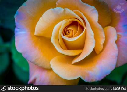 Wonderful soft yellow rose blooming in the summer garden background.