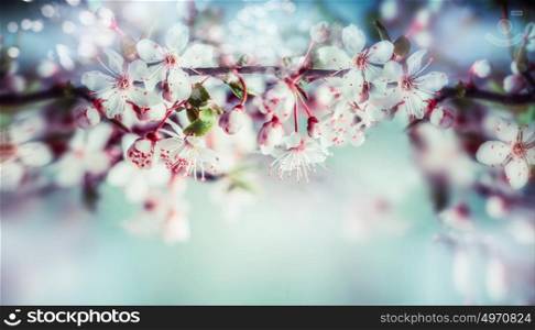 Wonderful springtime blossom of cherry tree or sakura, floral sprig border with outdoor nature background