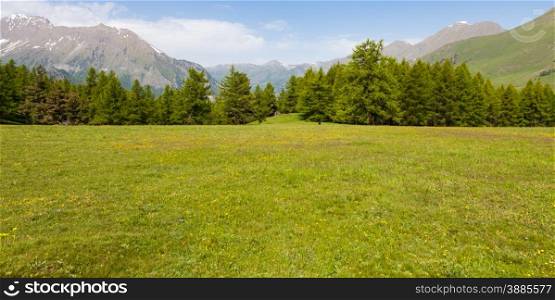 Wonderful view on Italian Alps with a forest background during a summer day. Piedmont region - North Italy.